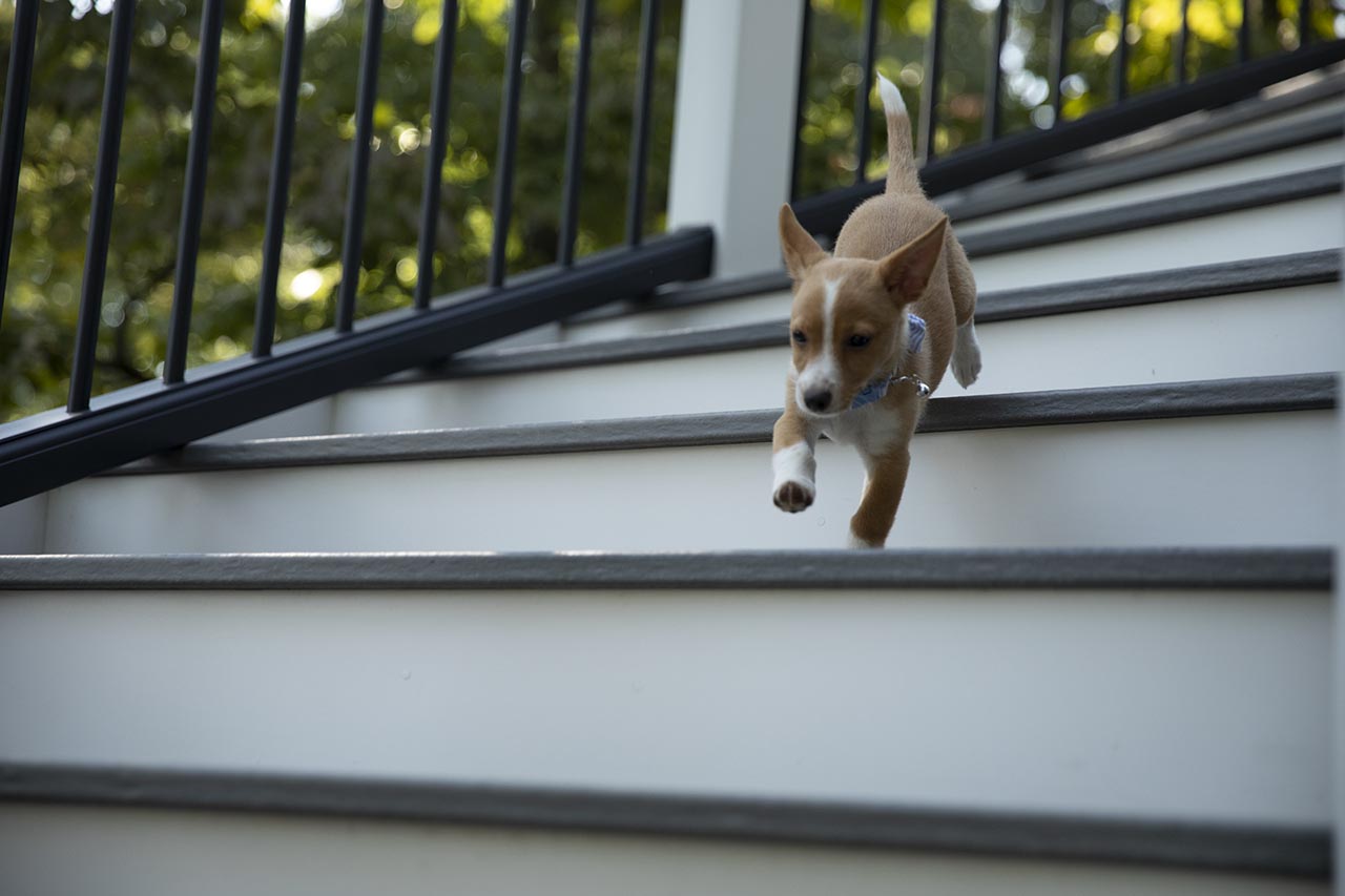 7 Best Deck Ideas for Dog Owners Trex